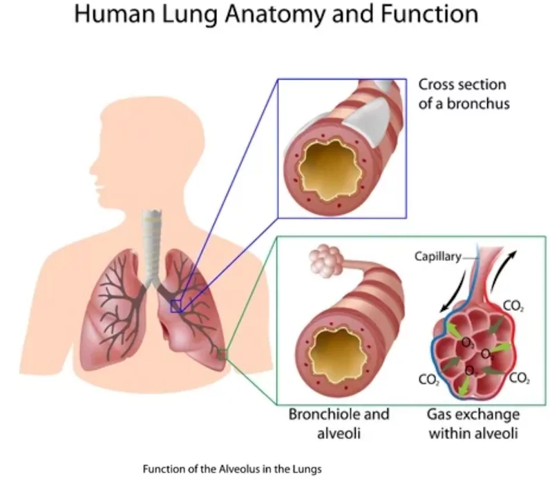 A model of the Human lungs Anatomy and Function, shows the cross section of a bronchus, and how gas exchange within alveoli works.